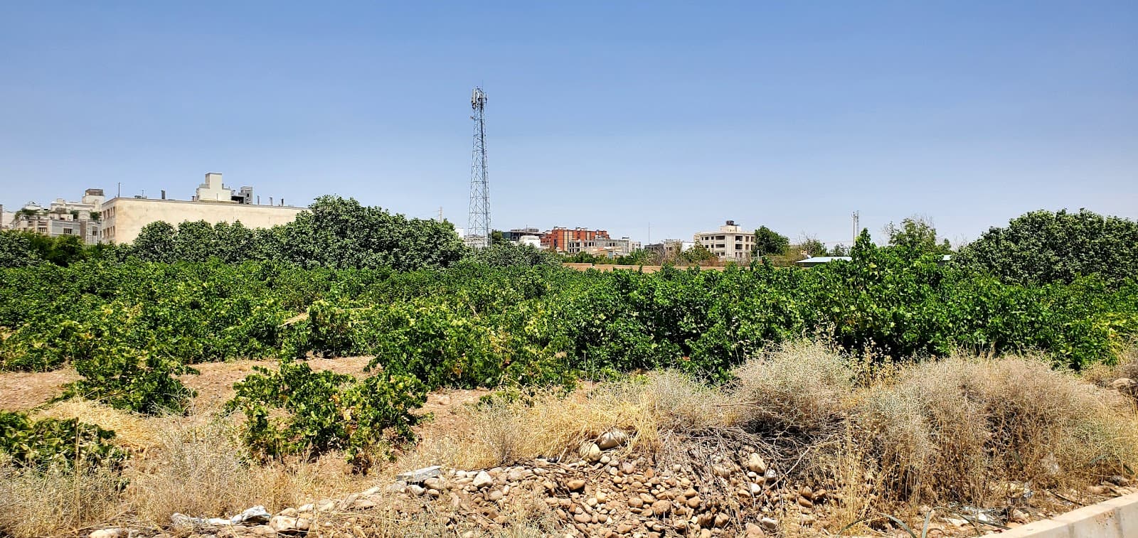 باغ دنج 4