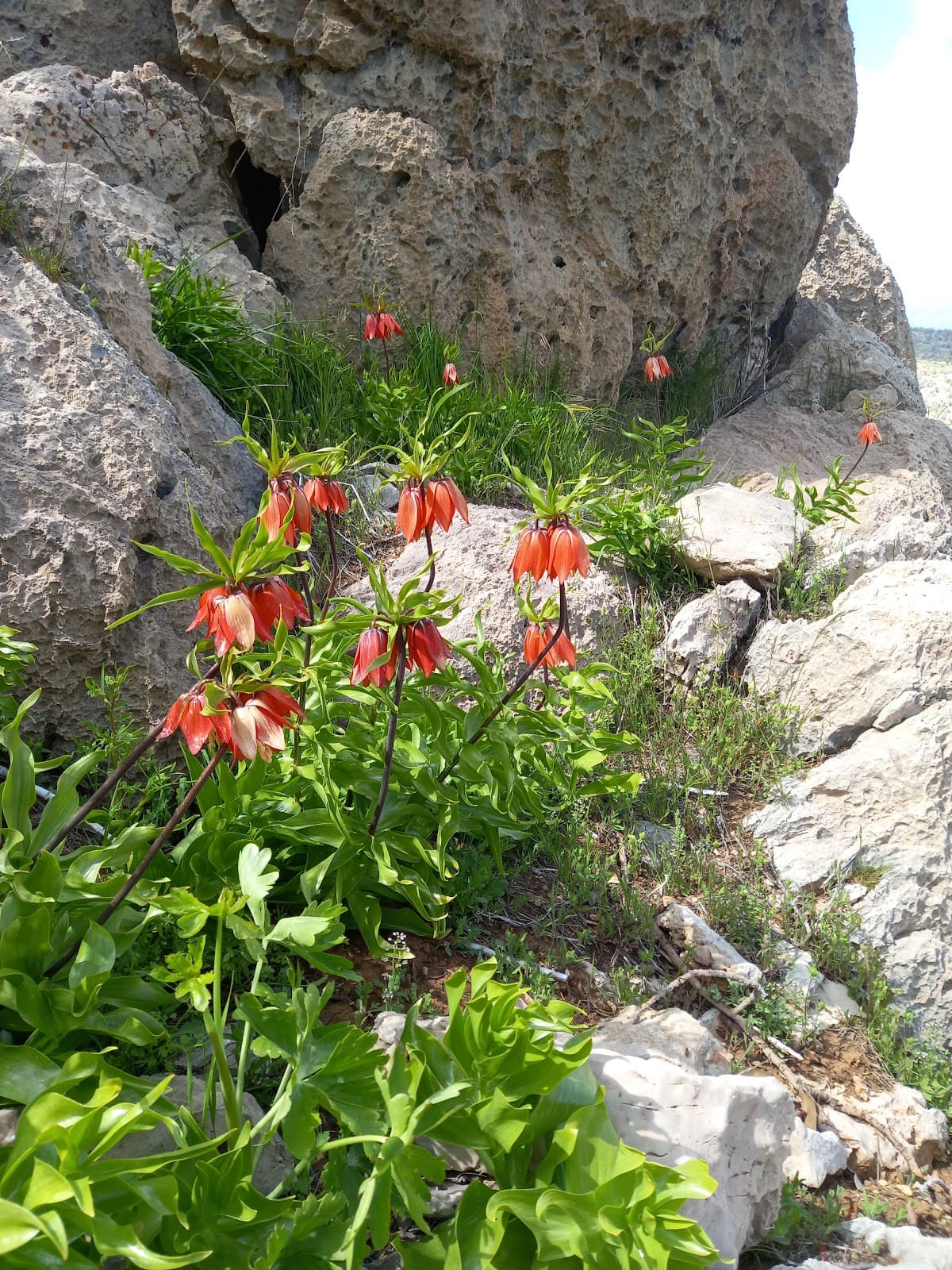 کافه بنج 2