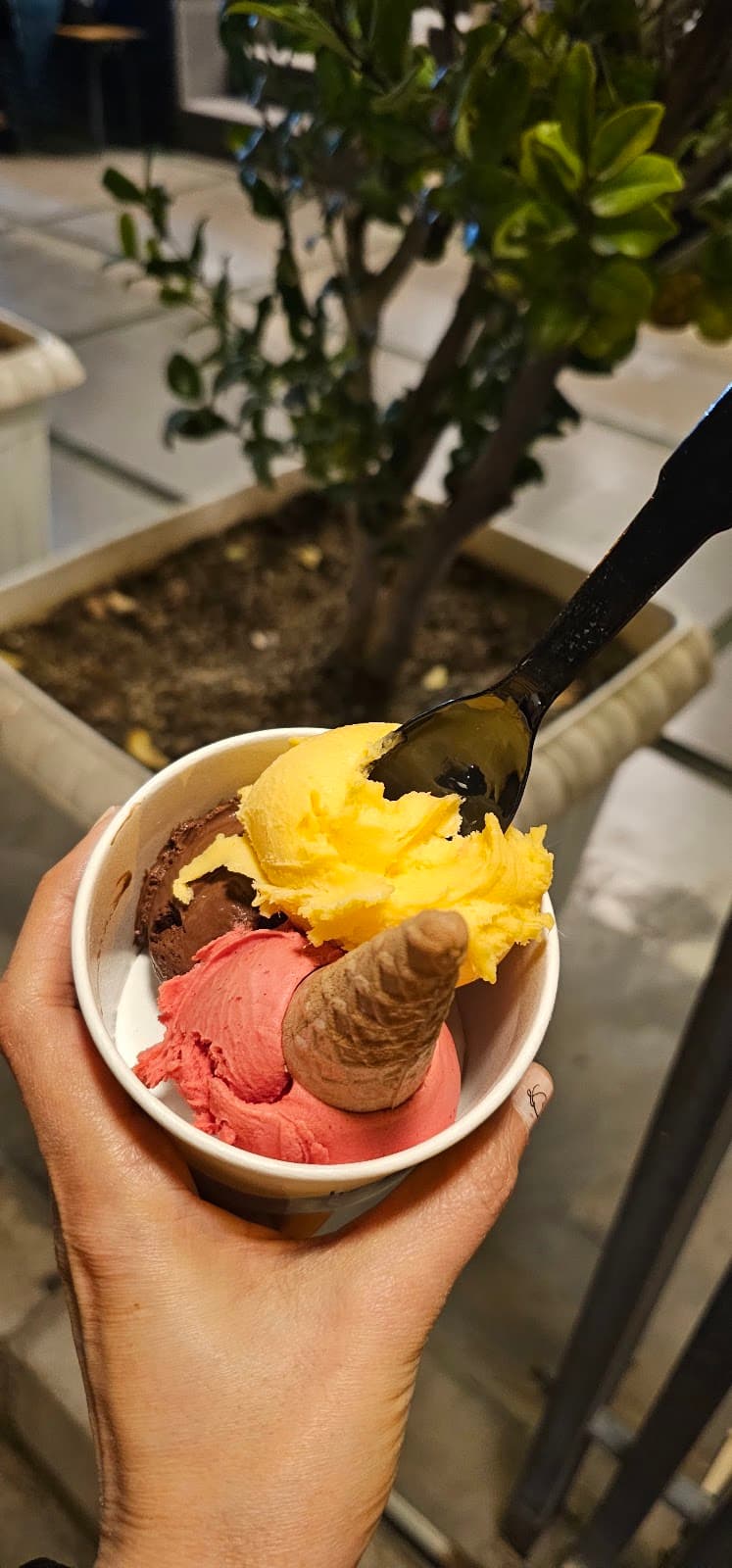 Delfico Gelateria Cafe 4